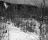 Galleram Property, Shrubs and Trees