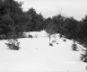 Chatfield Property, Trees in Snow