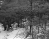 Chatfield Property, View through Trees