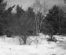 Chatfield Property, Trees in Snow