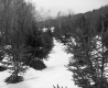 Chatfield Property, Trees in Snow