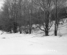 Chatfield Property, Trees in Snow