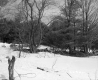 Chatfield Property, Trees in Snow