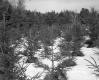 Chatfield Property, Conifers in Snow
