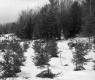 Chatfield Property, Conifers in Snow