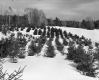 Chatfield Property, Conifers in Snow