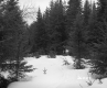 Boyce Property, Conifers in Snow