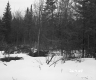 Boyce Property, Trees in Snow