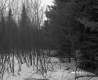 Boyce Property, View through Trees