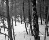 Boyce Property, View through Trees