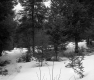 Boyce Property, Conifers in Snow