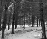 Boyce Property, View through Trees