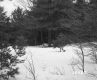 Boyce Property, View toward Forest