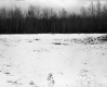 Chandler Property, Field and Forest
