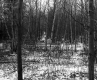 Chandler Property, View through Trees