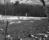Chandler Property, Field and Forest