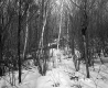Chandler Property, View through Trees