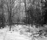 Chandler Property, View through Trees