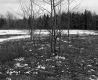 Chandler Property, Field and Forest