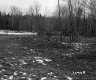 Chandler Property, Field and Forest