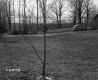 Burnham Property, Lawn and Driveway