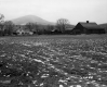 Van Nostrand House and Barns