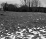Van Nostrand Property, Field and Trees