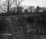 Van Nostrand Property, Shrubs and Trees