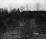 Van Nostrand Property, Shrubs and Trees