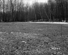 Field and Forest