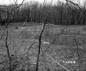 Field and Forest