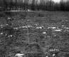 Field and Forest
