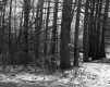 Hall Property, Forest View