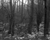 Hall Property, Forest View