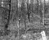 Hall Property, Forest View