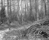 Hall Property, Forest View