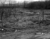 Field and Trees