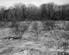 Field and Forest