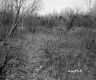 Field and Trees