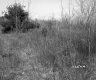 Field and Trees