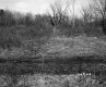 Shrubs and Trees