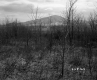 Shrubs and Trees in Field