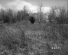 Field and Trees