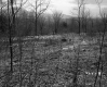 Shrubs and Trees in Field