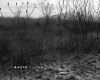 Shrubs and Trees