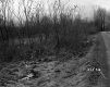 Shrubs and Trees