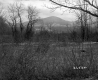 Shrubs and Trees in Field