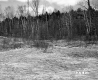 Barrows Property, Field and Forest