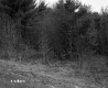 Barrows Property, Forest