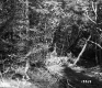Gallup Property Forestland Between Berlin and Barre